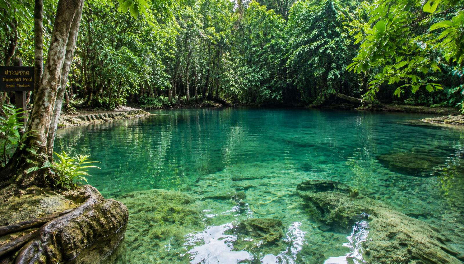 The clear green water of Krabi's Emerald Pool surrounded by tropical forest